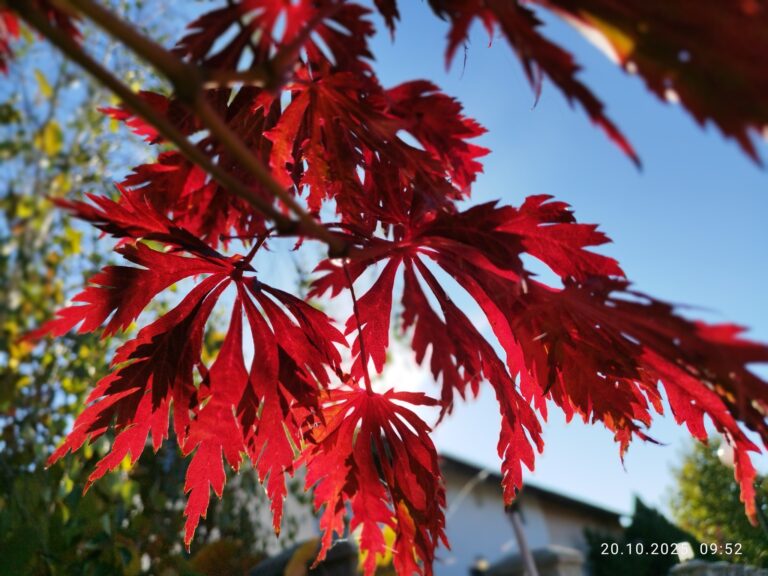 Arțar japonez cu frunziș colorat în grădină