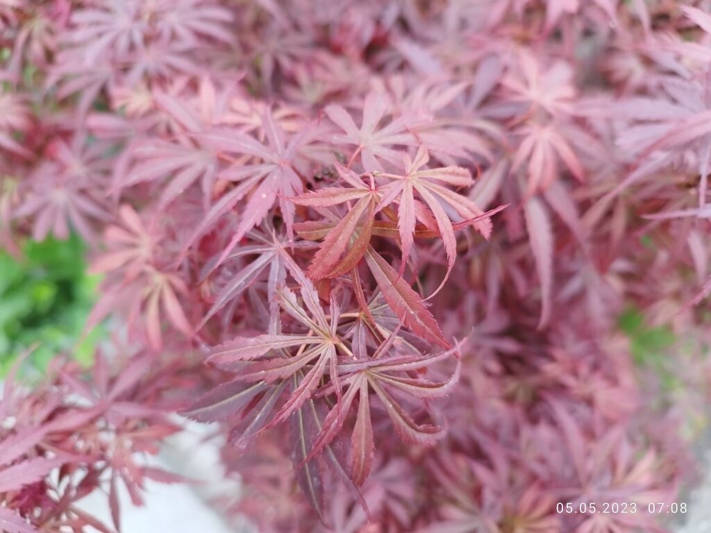 Soi de arțar japonez rezistent la soare, plantat în plin soare