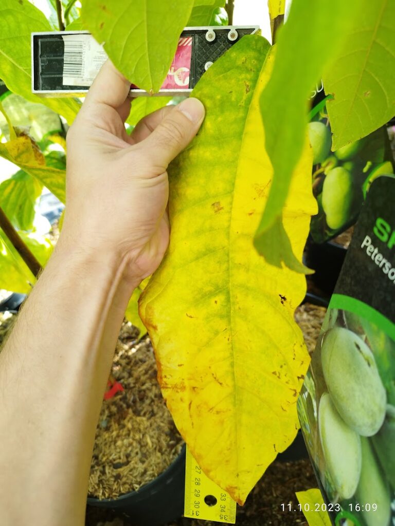 Plantă sănătoasă cu nutriție echilibrată, rezistentă la dăunători