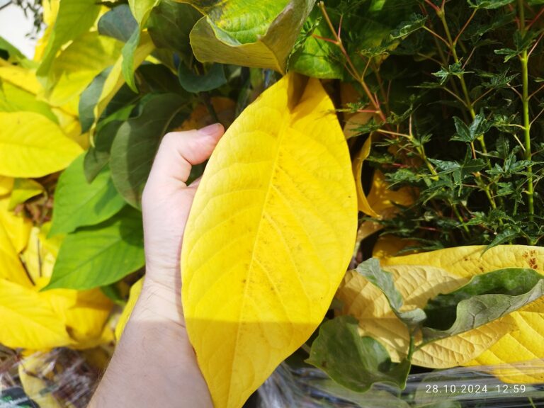 Detaliu frunza mare Pawpaw Banana Nordului toamna