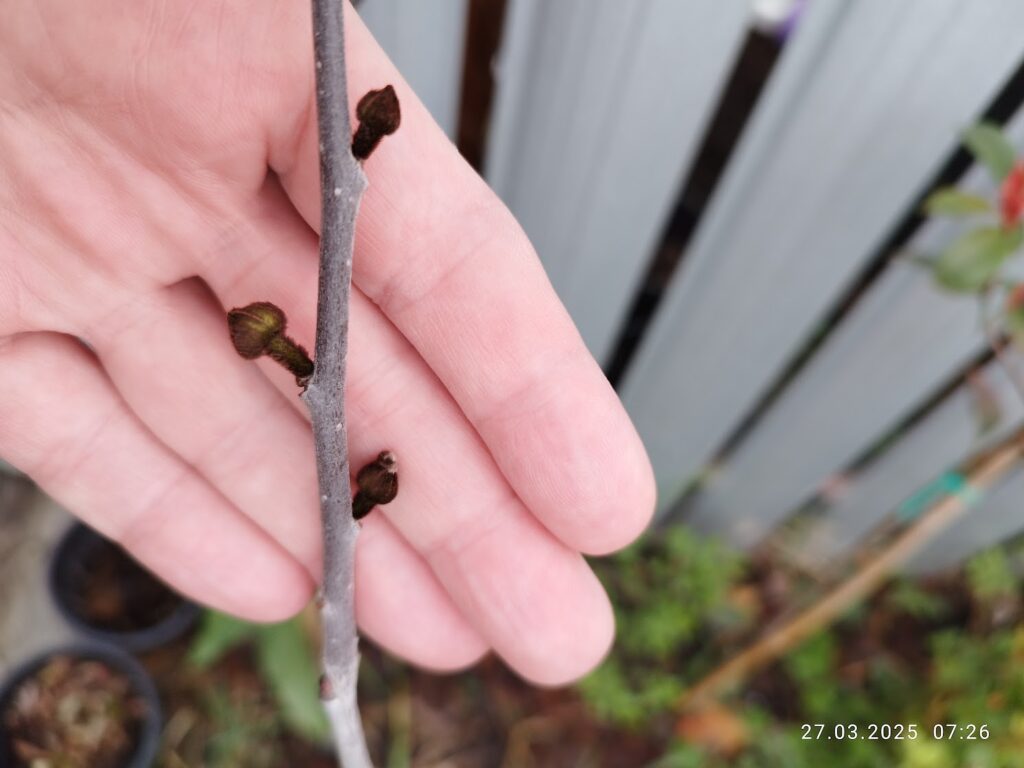 Muguri de rod Pawpaw