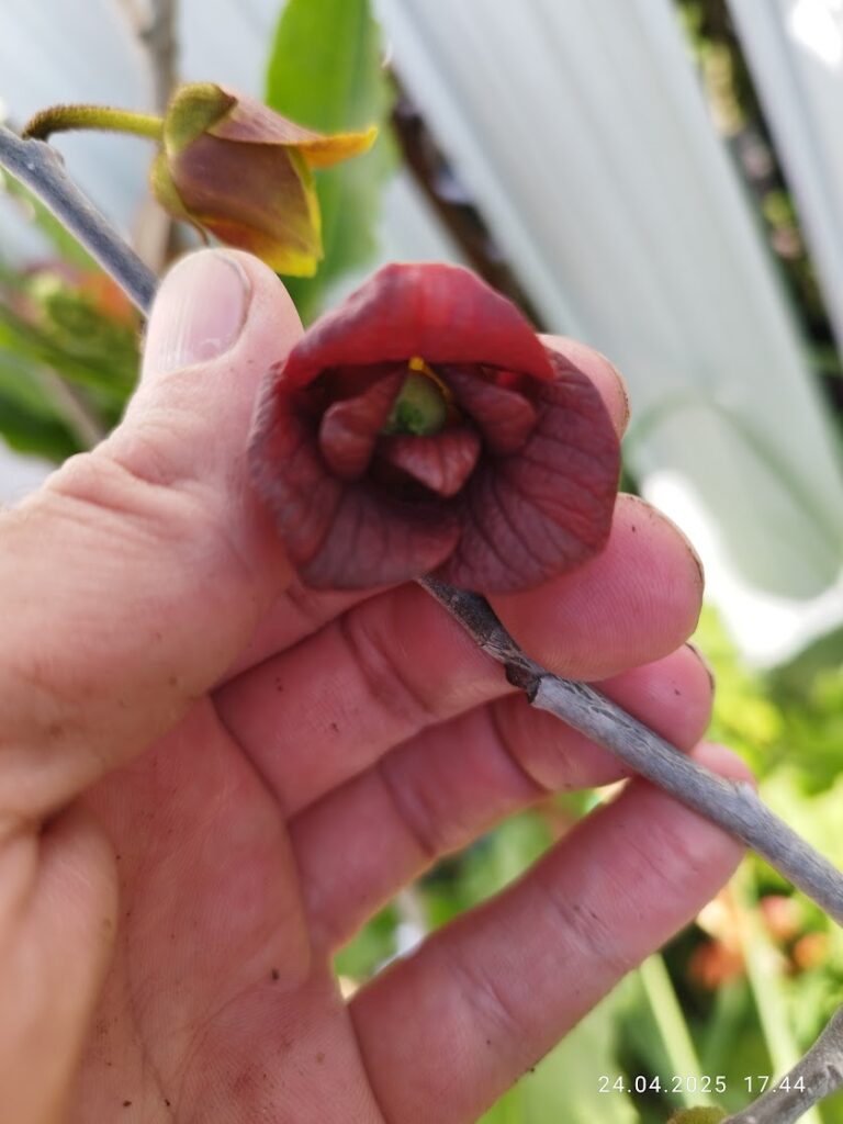 Polenizare Pawpaw Banana Nordului