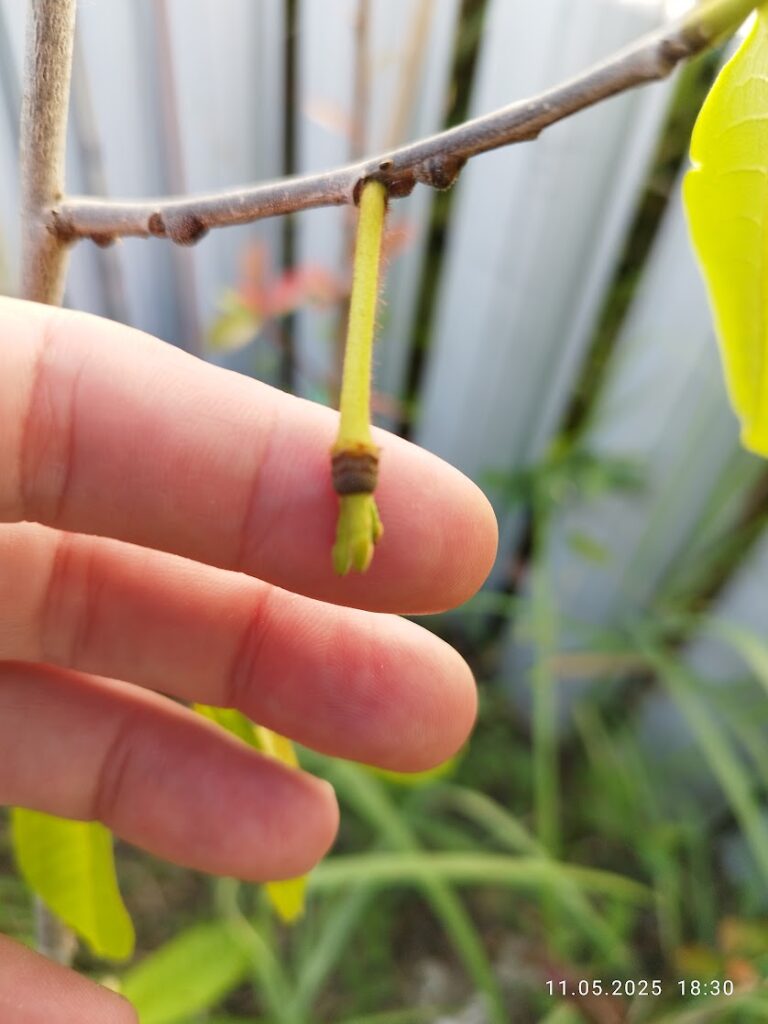 Pawpaw Banana Nordului polenizat