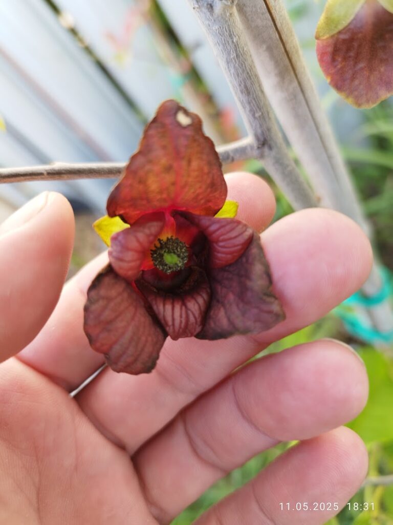 Polenizare pawpaw