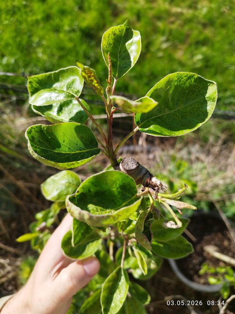 Frunze de pom fructifer afectate de acarieni