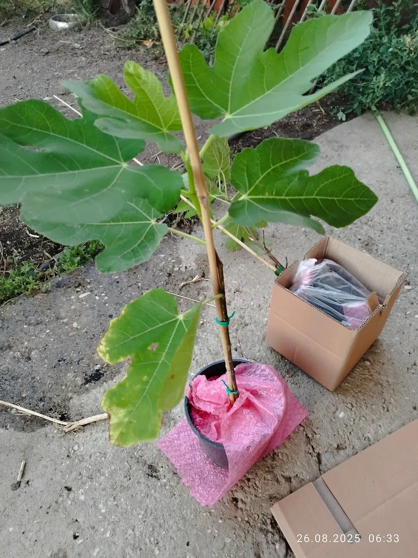 Ghiveci fixat cu folie cu bule în cutie interioară