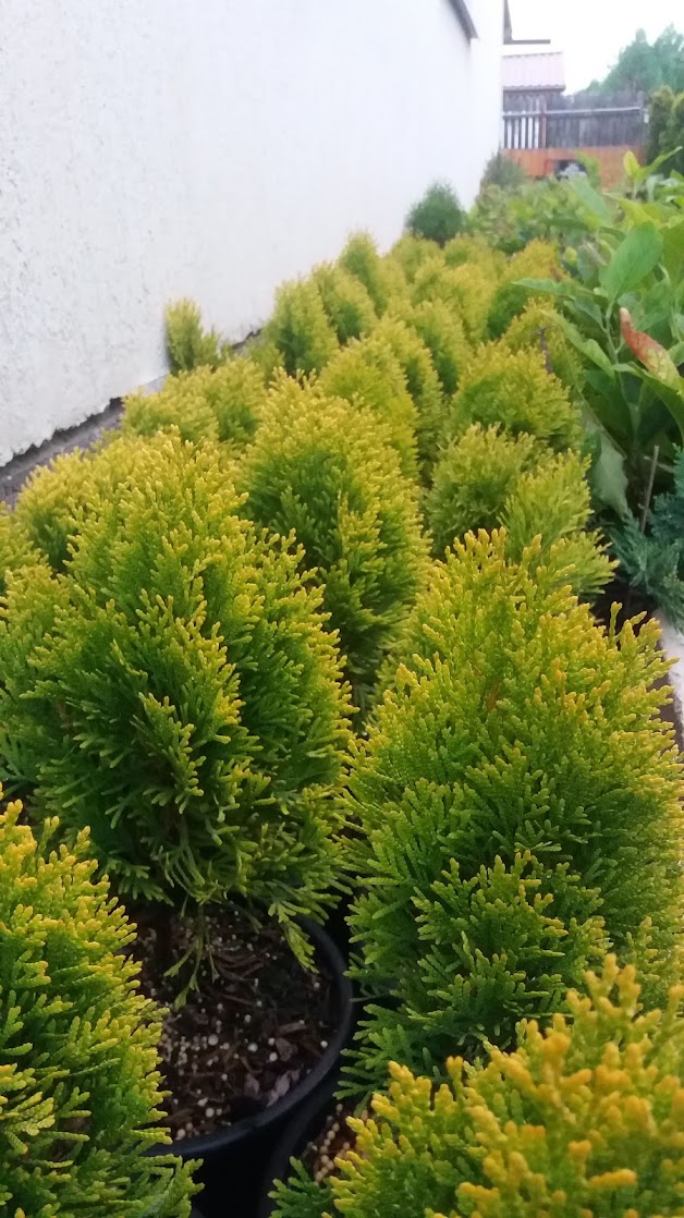 Thuja occidentalis Janed Gold, conifer auriu conic