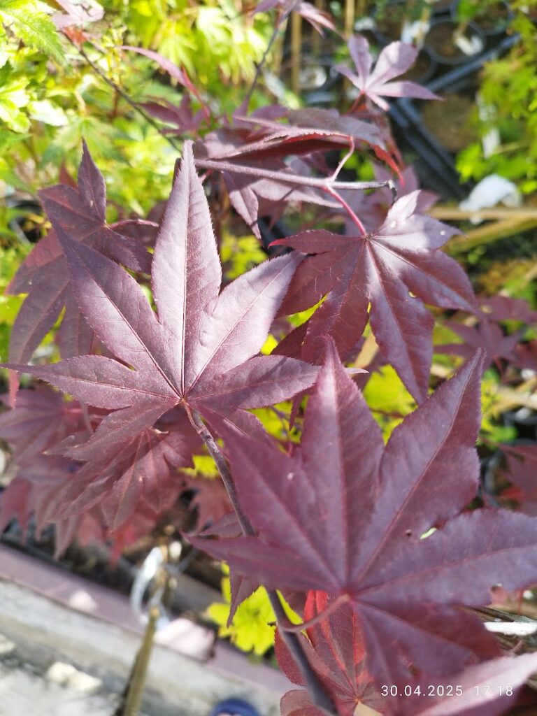 Artar japonez rosu Bloodgood