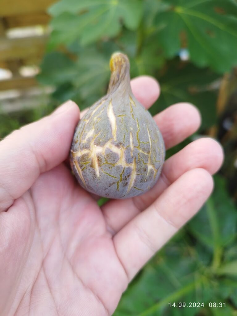 Smochina Col de Dame Grise