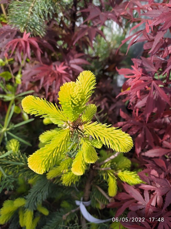Picea abies Gold Drift