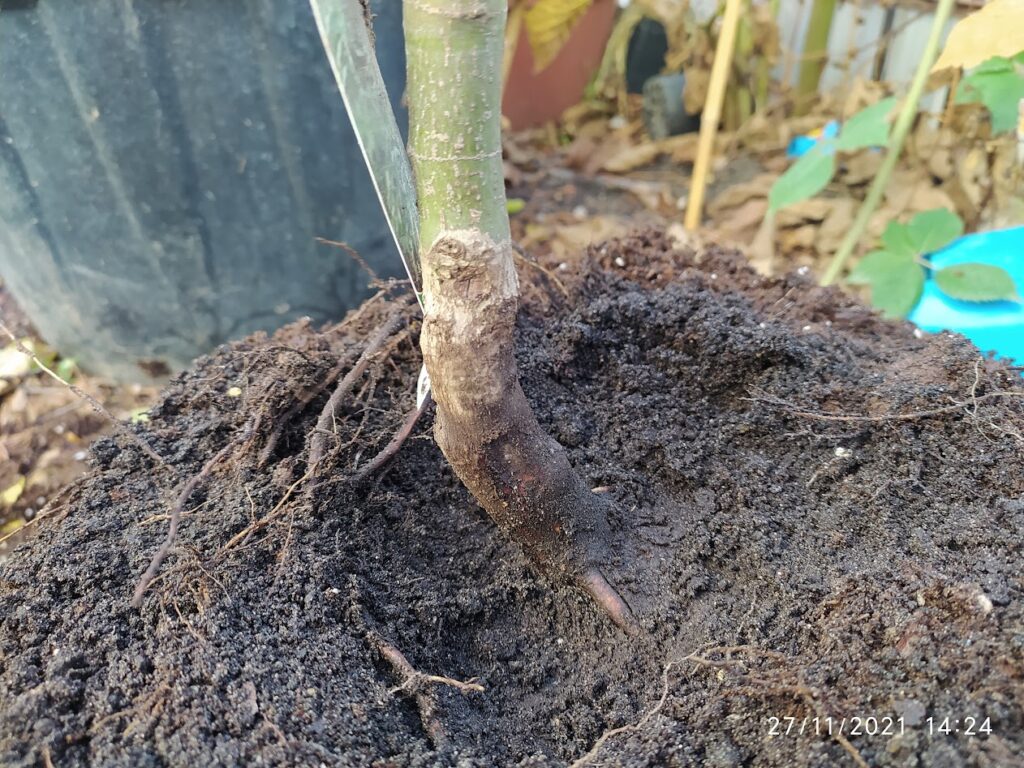 transplantarea unui arțar japonez în ghiveci



