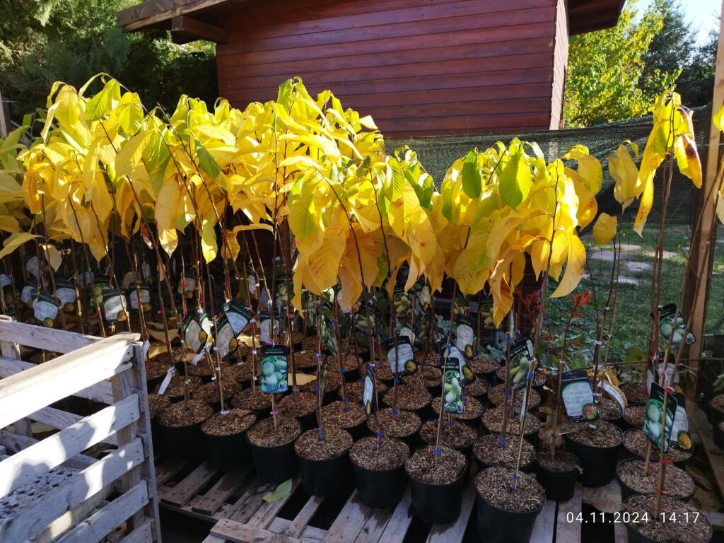 Pawpaw, arțari japonezi și magnolii la Pepiniera Dulce