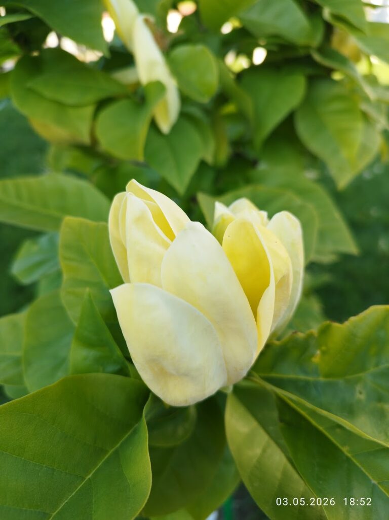 Magnolia galbena
