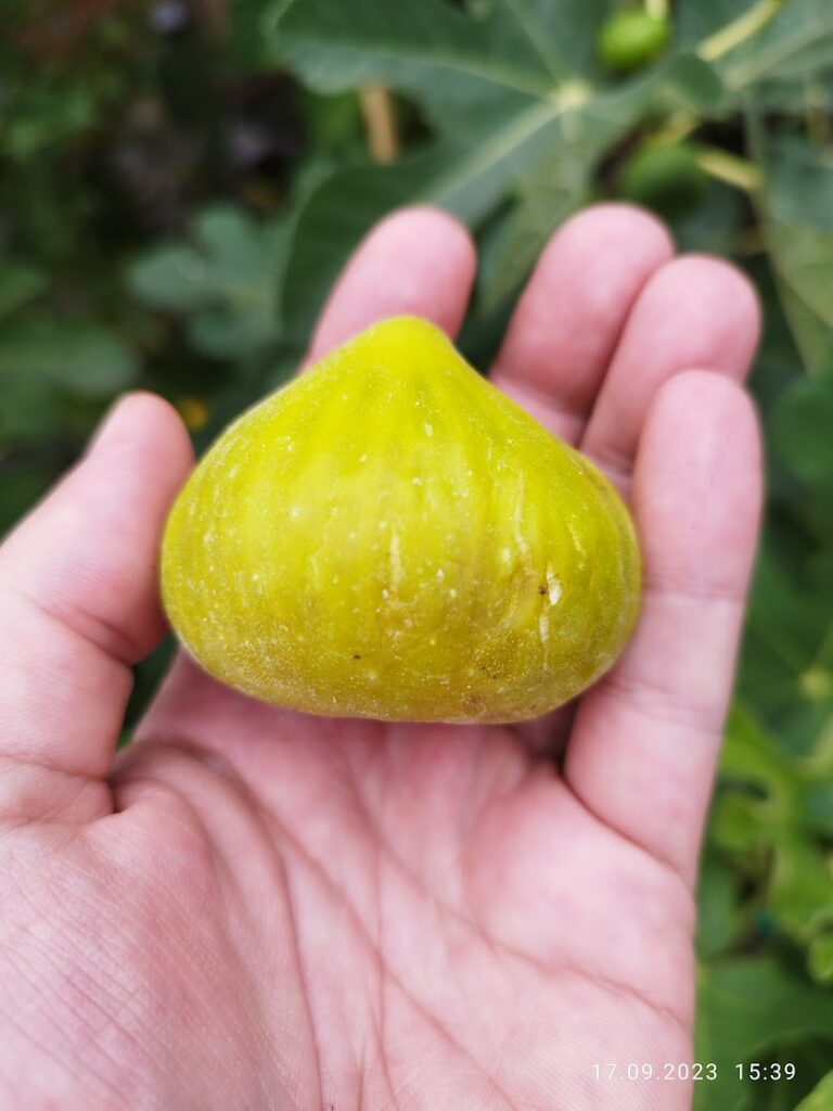Smochina LSU Gold