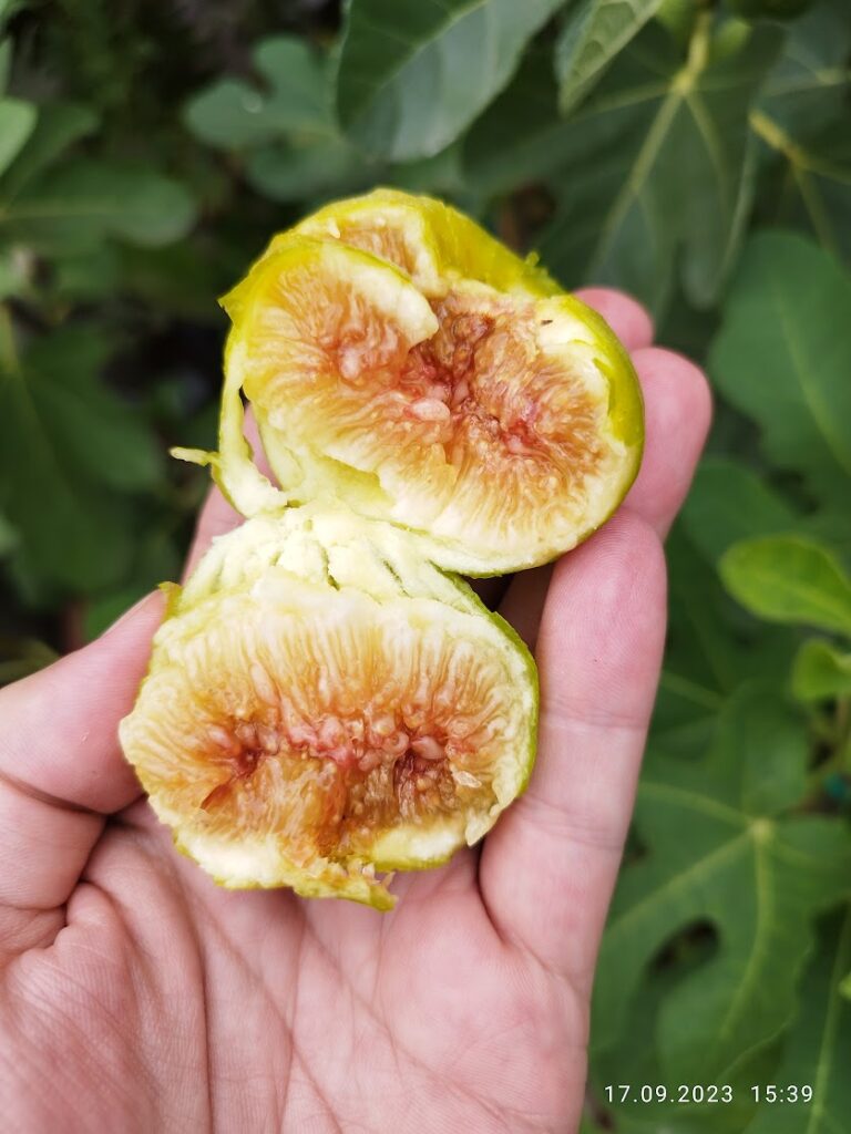 Sectiune LSU Gold