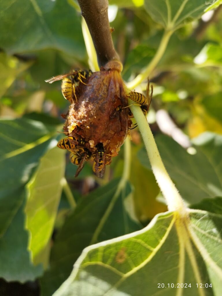 Smochina devorata de albine