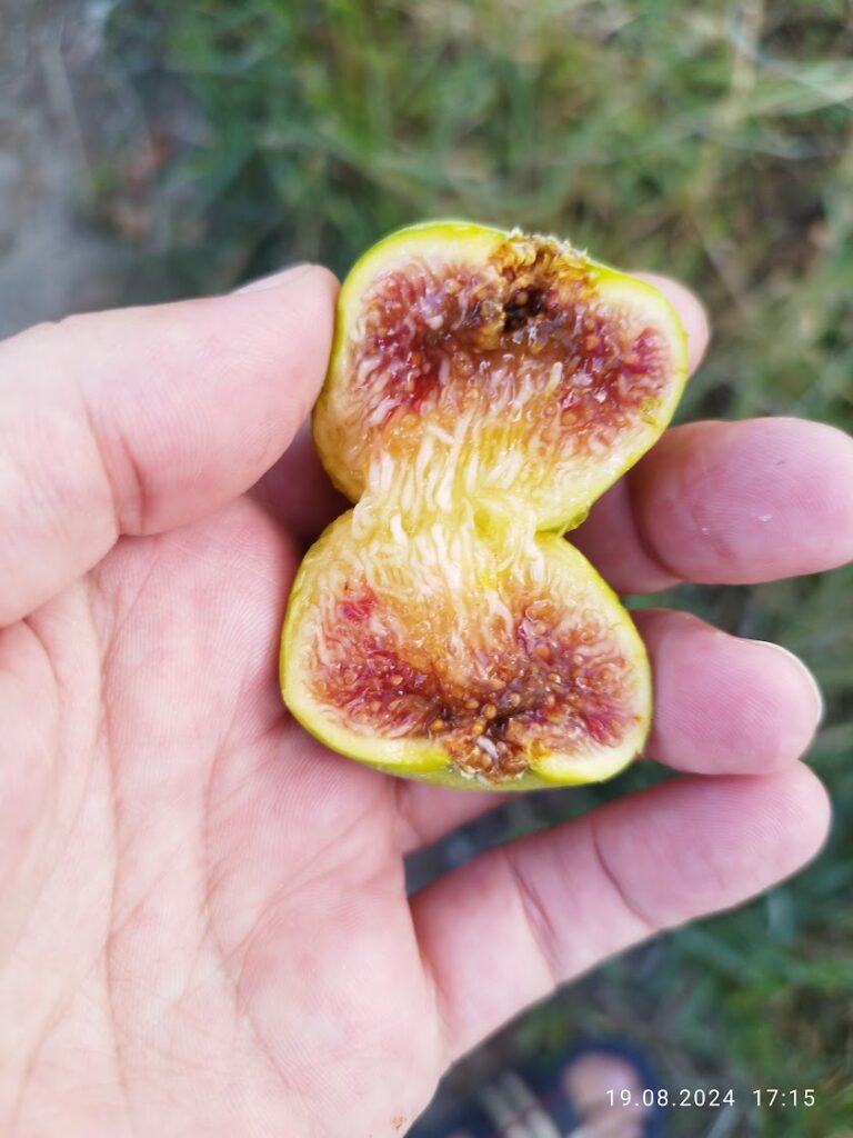 Sectiune Verdal