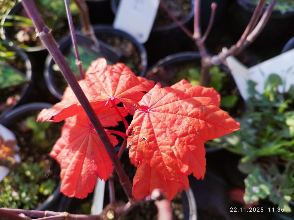 artar japonez japonicum Vitifolium toamna