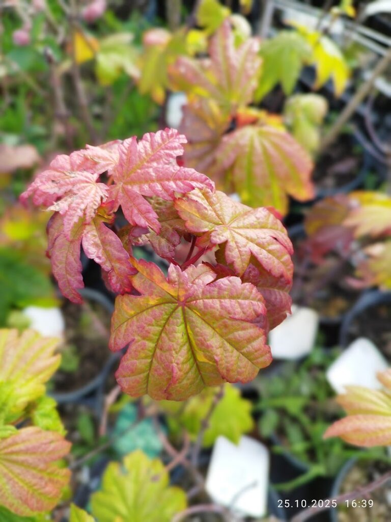 Artar japonez Vitifolium primavara