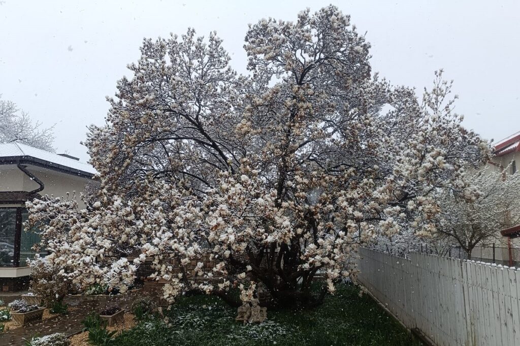 magnolii matură înflorită, plină de flori