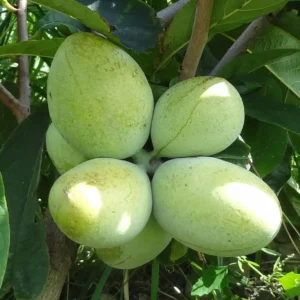 Pawpaw Banana Nordului Maria's Joy