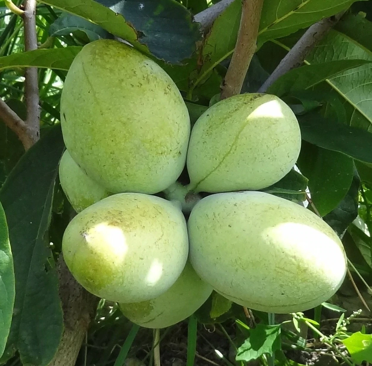 Pawpaw Banana Nordului Maria's Joy