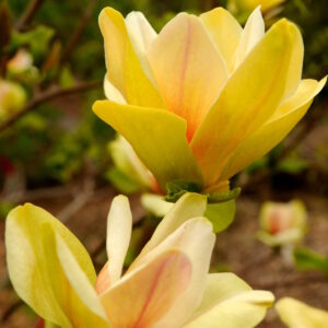 Magnolie Sunsation C5