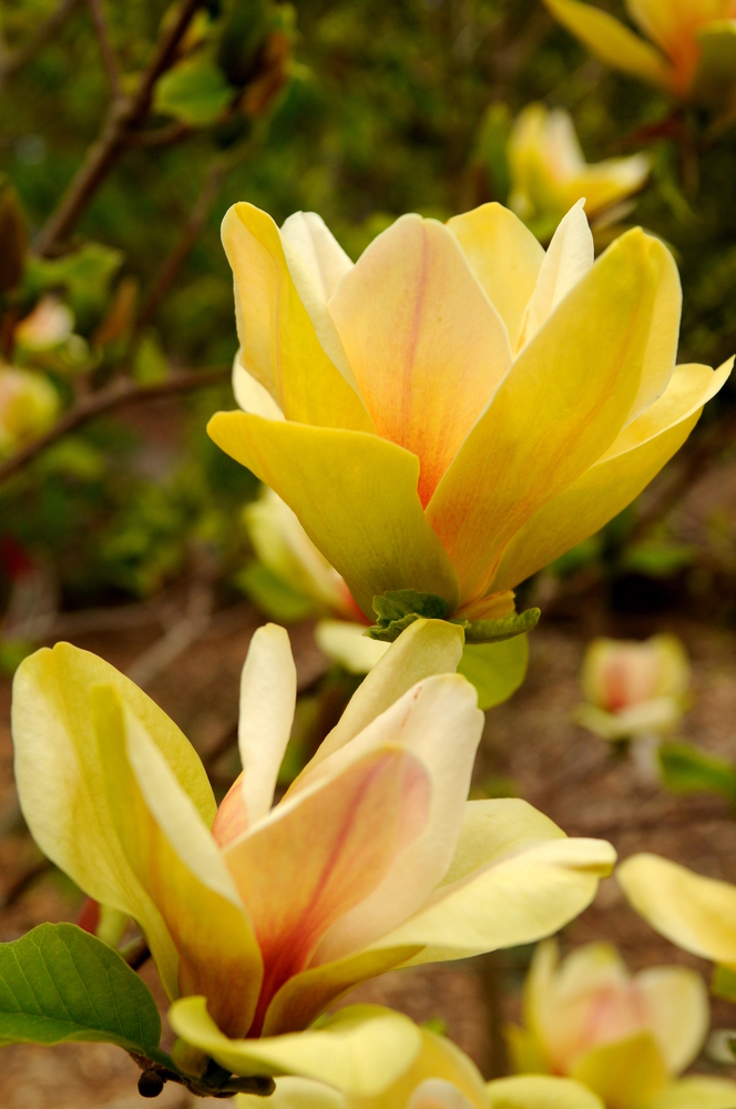 Magnolie Sunsation C5