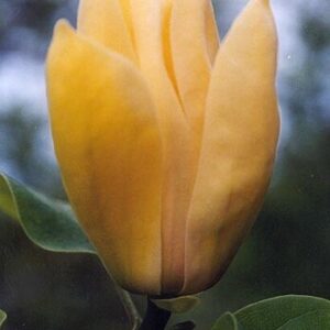 Magnolie Yellow Bird C5