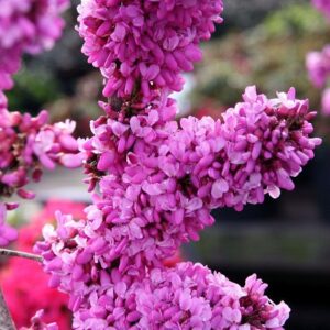 Cercis Avondale