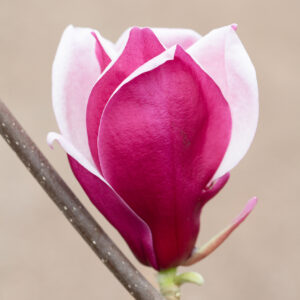 Magnolie March-Till-Frost C5