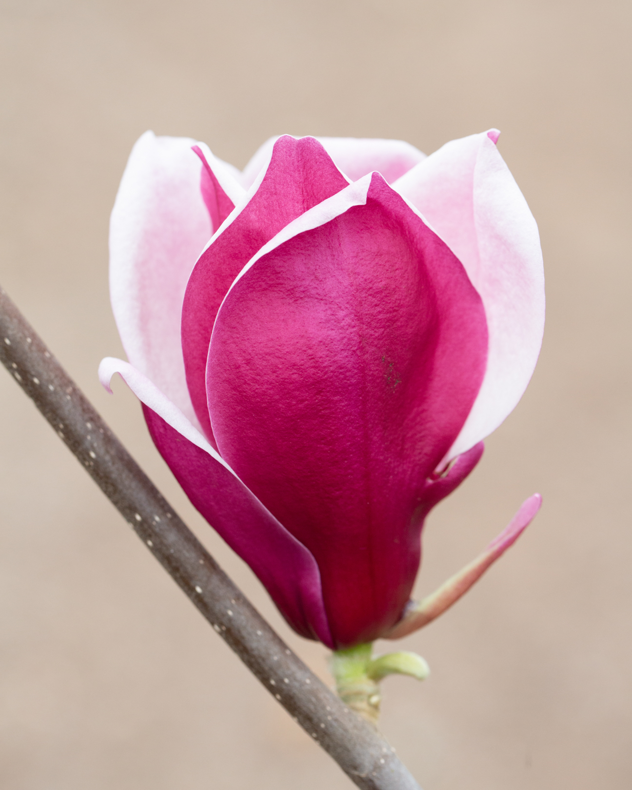 Magnolie March-Till-Frost C5