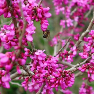 Cercis Merlot
