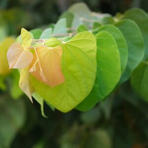 Cercis Rising Sun C5