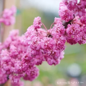 Cercis Pink Pom Pom