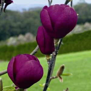 Magnolie Black Tulip C5