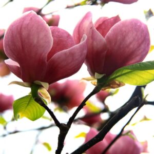 Magnolie Cleopatra C5