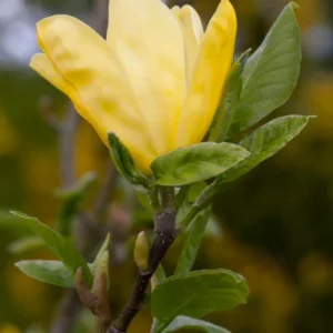 Magnolie Daphne C5