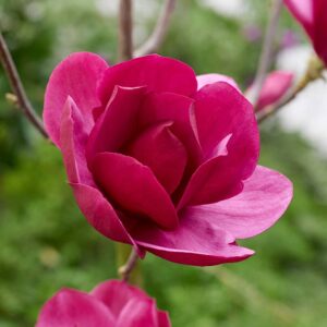 Magnolie Emperor C5