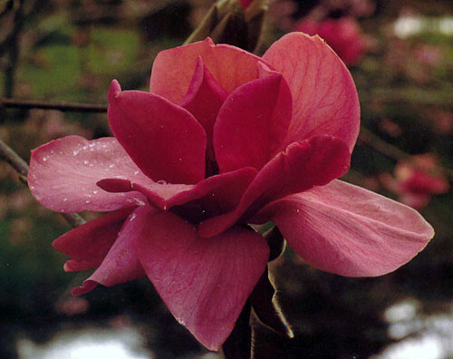 Magnolie Felix Jury C5