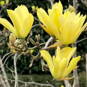 Magnolie Honey Tulip C5