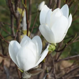 Magnolie Joli Pompom C5