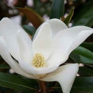 Magnolie Grandiflora Alta C5