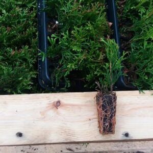 Thuja occidentalis 'Smaragd' 140 alveole