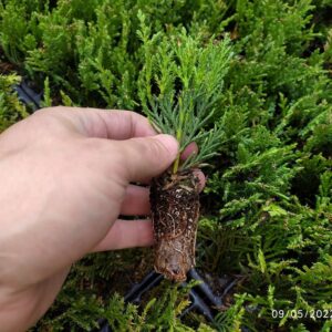 Cupressus Leylandii 140 alveole