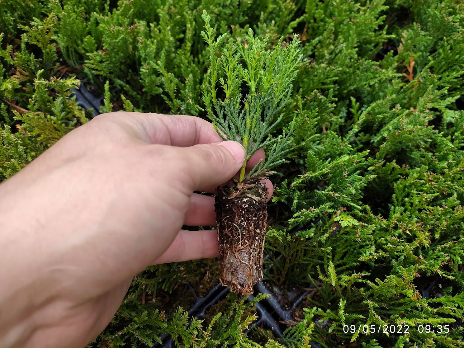 Cupressus Leylandii 140 alveole