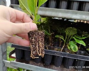 Prunus laucerasus Novita 100 alveole