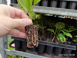 Prunus laucerasus Novita 100 alveole