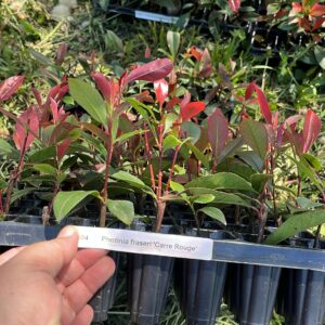 Photinia × fraseri 'Carré Rouge' 100 alveole