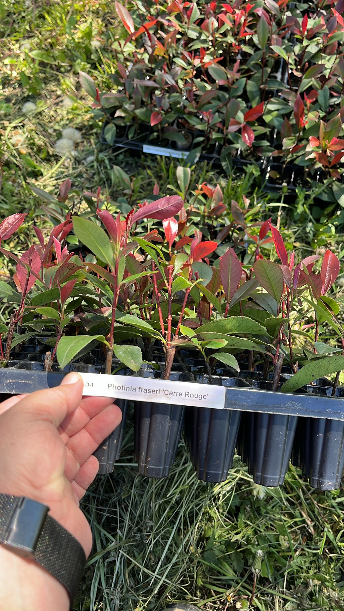 Photinia × fraseri 'Carré Rouge' 100 alveole